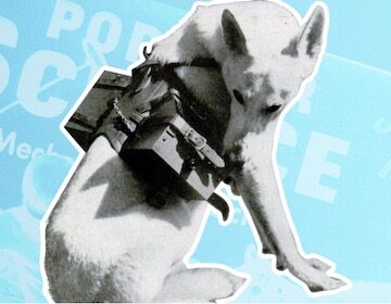 Popular Science: How to make a walkie talkie for your dog