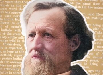 Popular Science: The strange Wild West tale of the first cow-buffalo hybrid